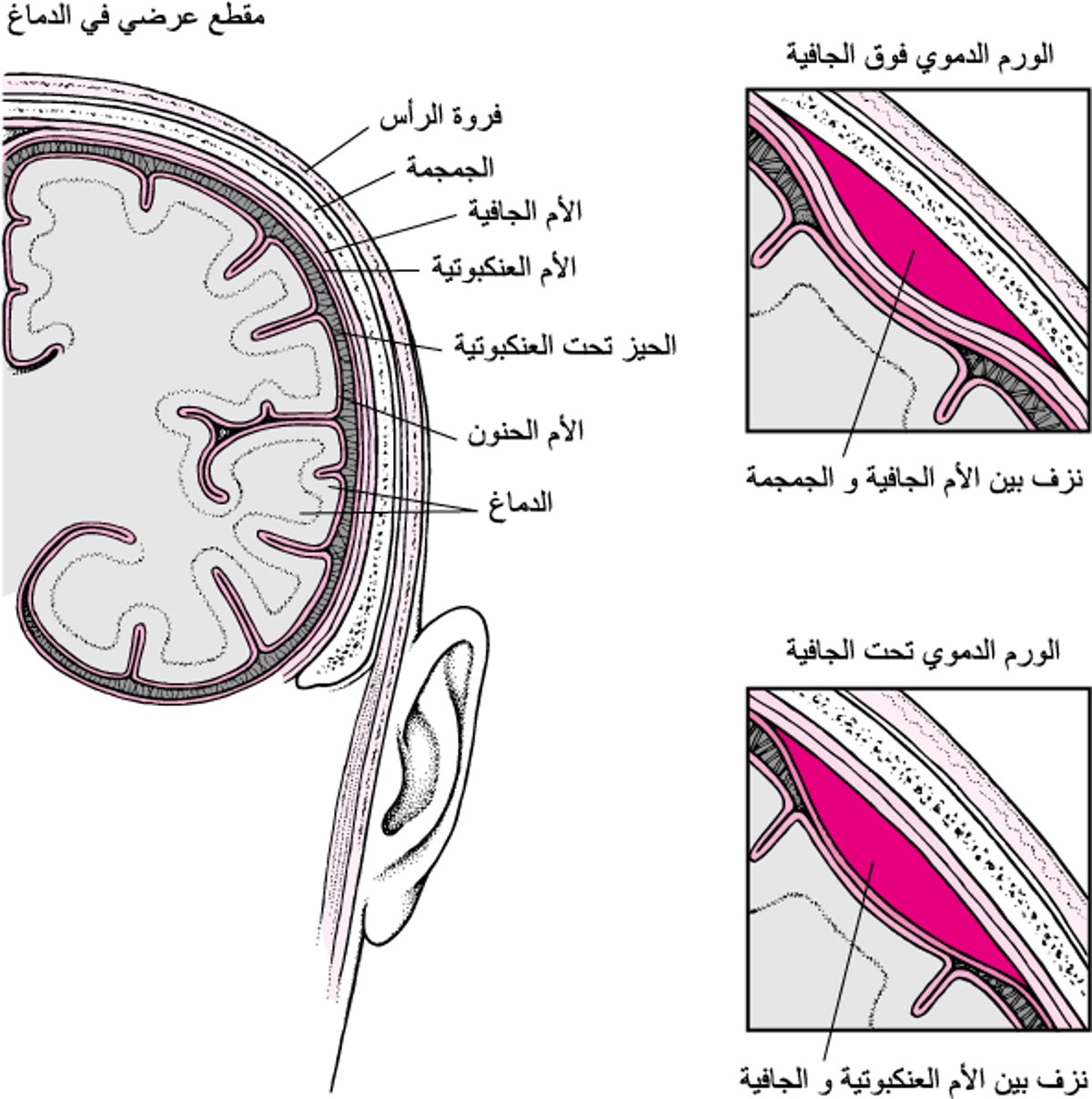 الجيوبُ الدَّمويَّة في الدماغ