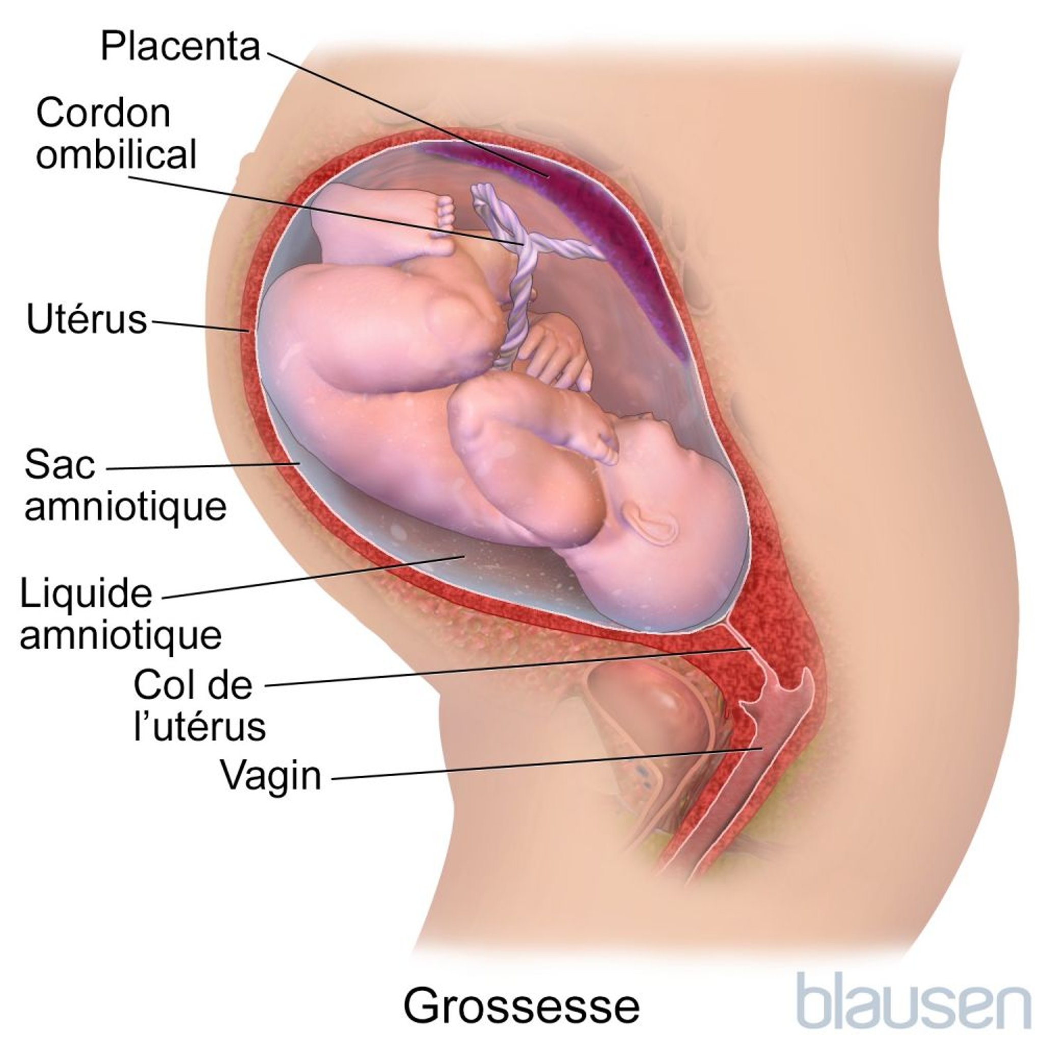 Grossesse