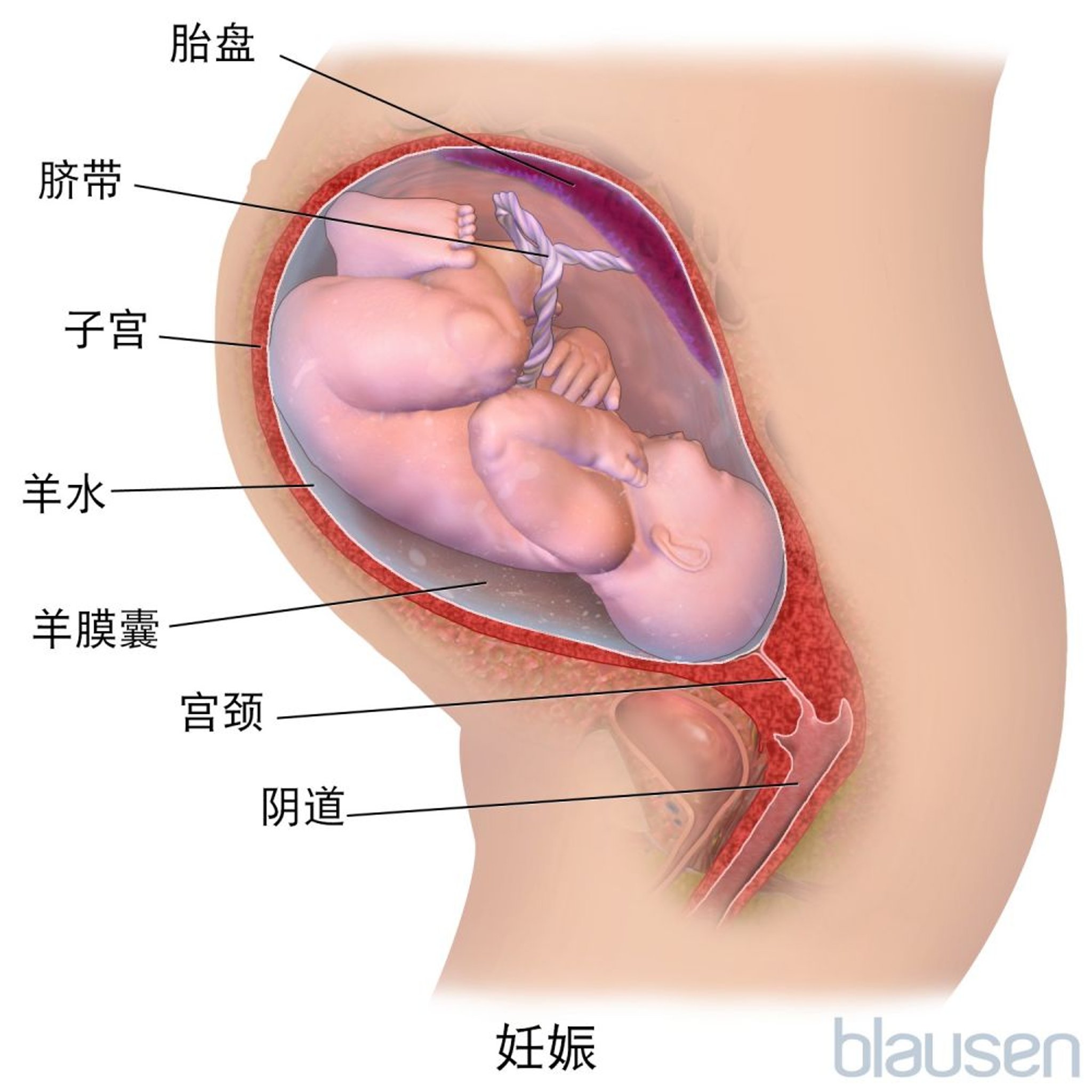 妊娠