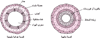 تَنظير القصبات