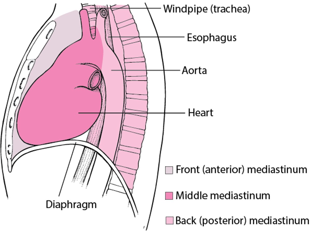 Locating the Mediastinum