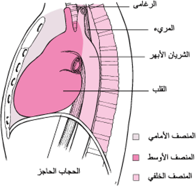 تحديدُ موقع المَنصِف