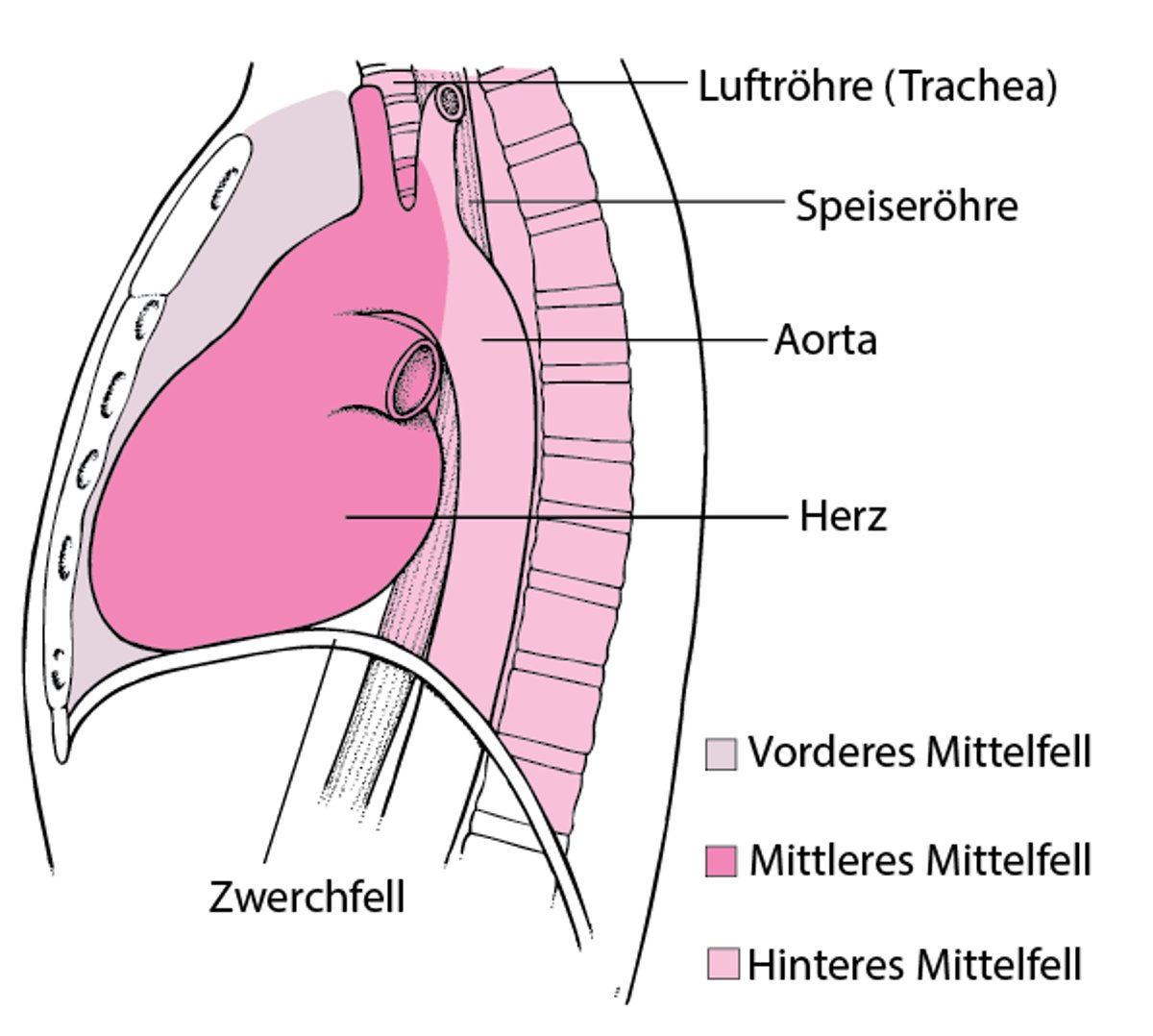 Position des Mediastinums