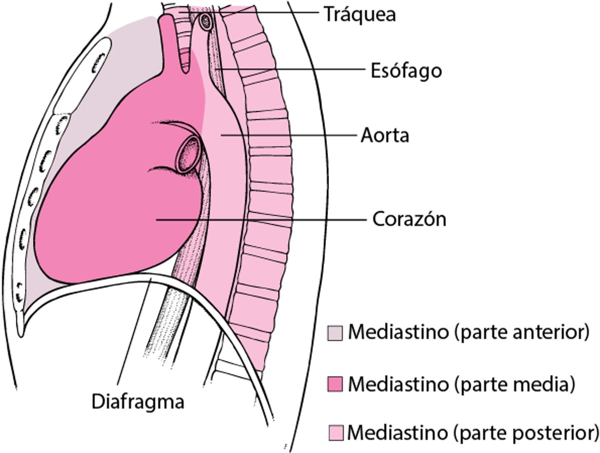 Dónde se localiza el mediastino