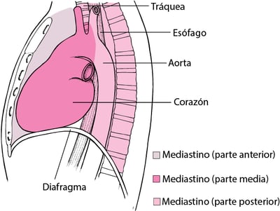 Dónde se localiza el mediastino