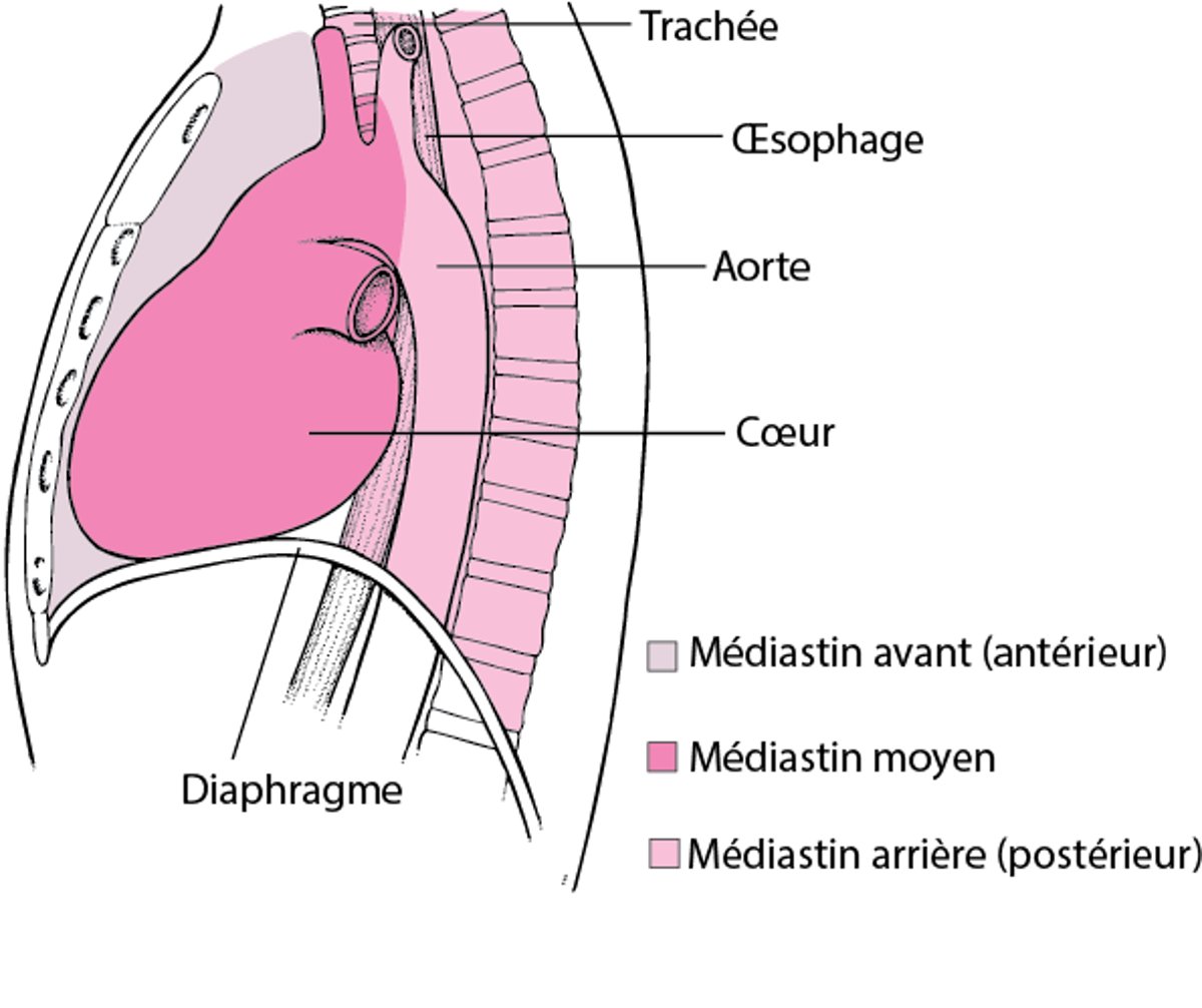 Localisation du médiastin