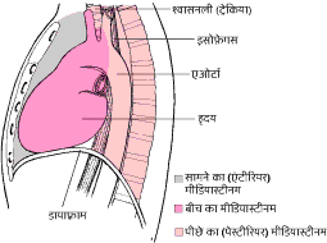 मीडियास्टीनम की जगह का पता लगाना