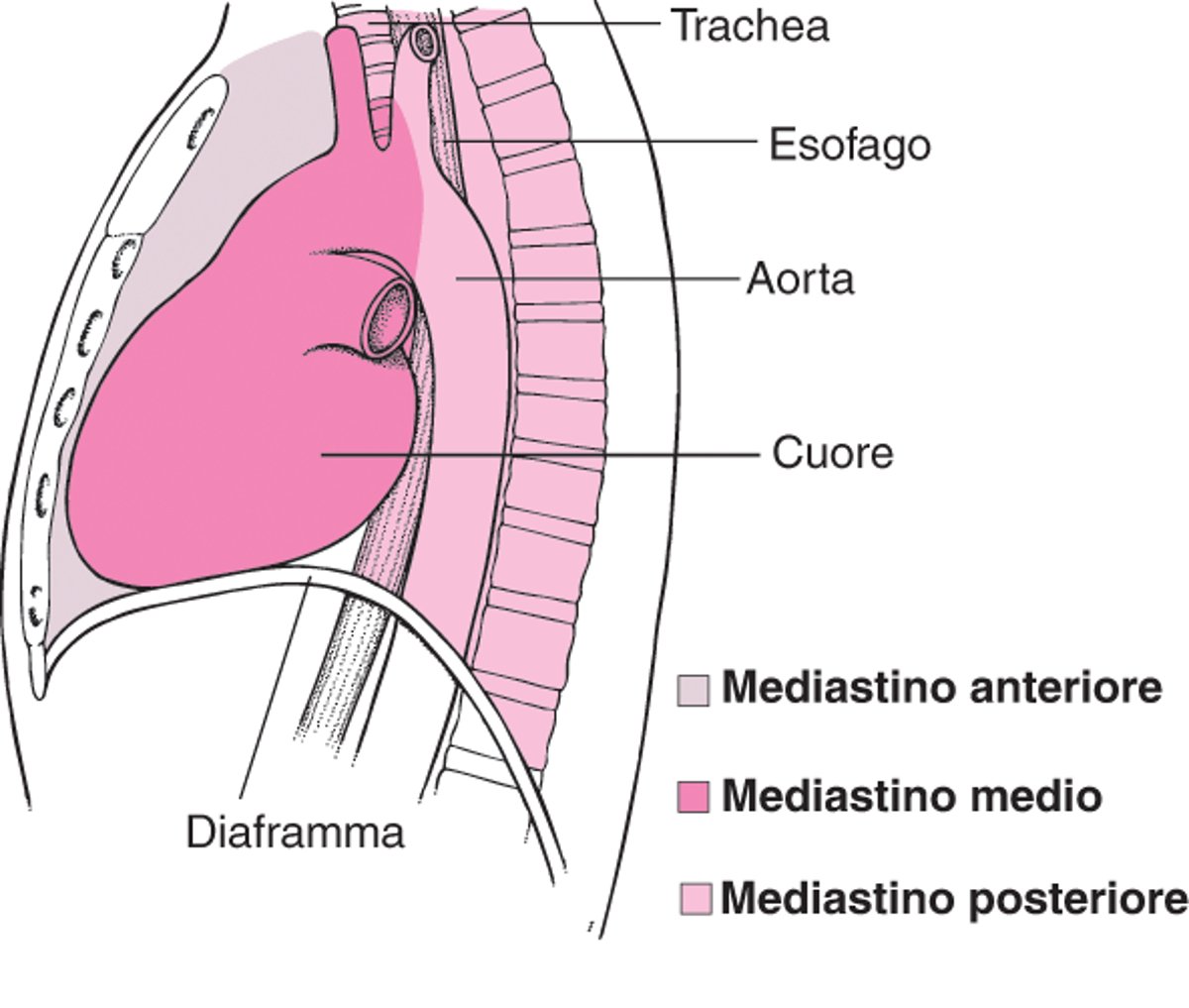 Individuazione del mediastino
