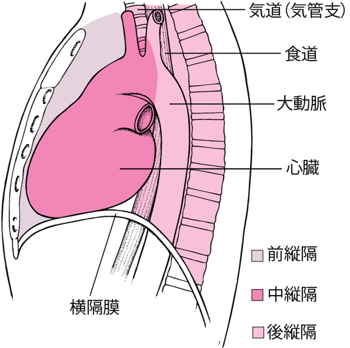 縦隔の位置