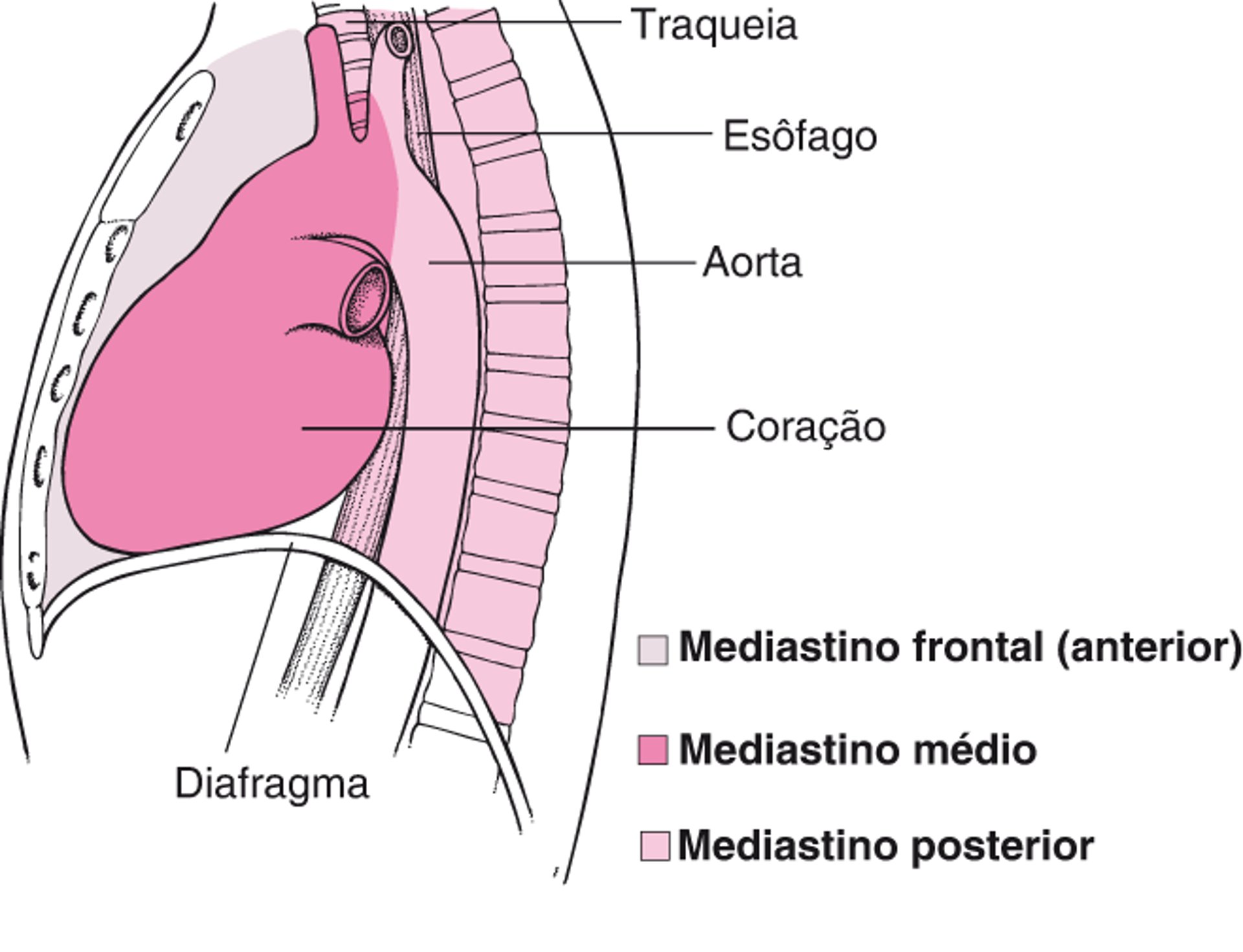 Localizando o mediastino