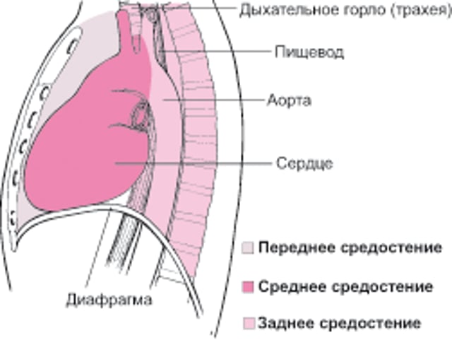 Расположение средостения