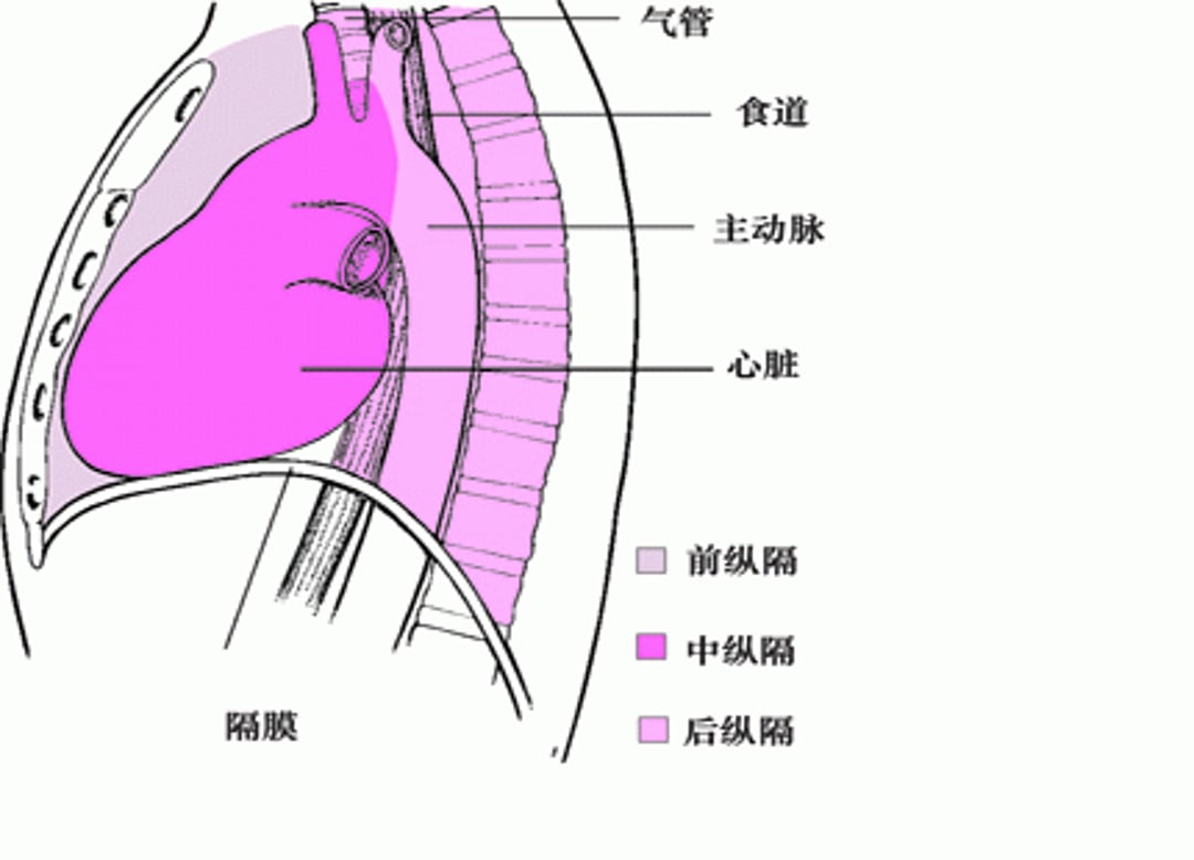定位纵隔