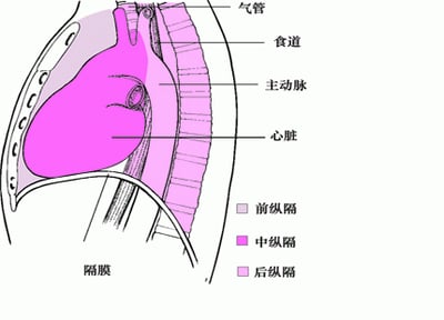 定位纵隔
