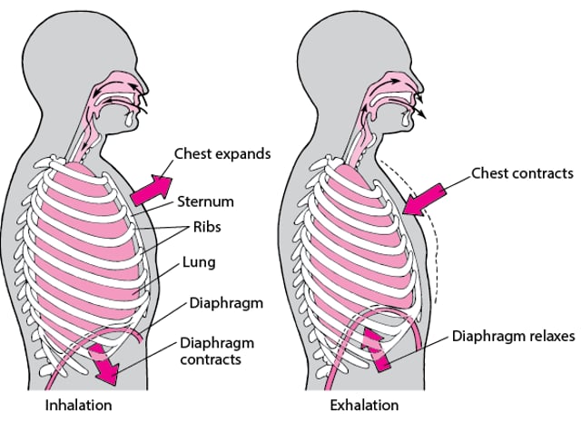 Image:Diaphragm’s Role in Breathing-Merck Manual Consumer Version