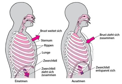 Die Rolle des Zwerchfells bei der Atmung