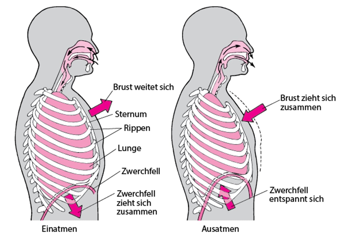 Die Rolle des Zwerchfells bei der Atmung
