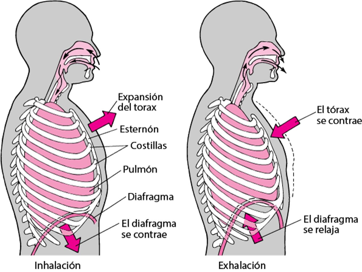 Función que desempeña el diafragma en la respiración