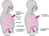 Rôle du diaphragme dans la respiration