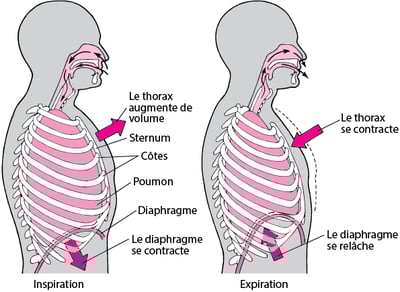 Rôle du diaphragme dans la respiration