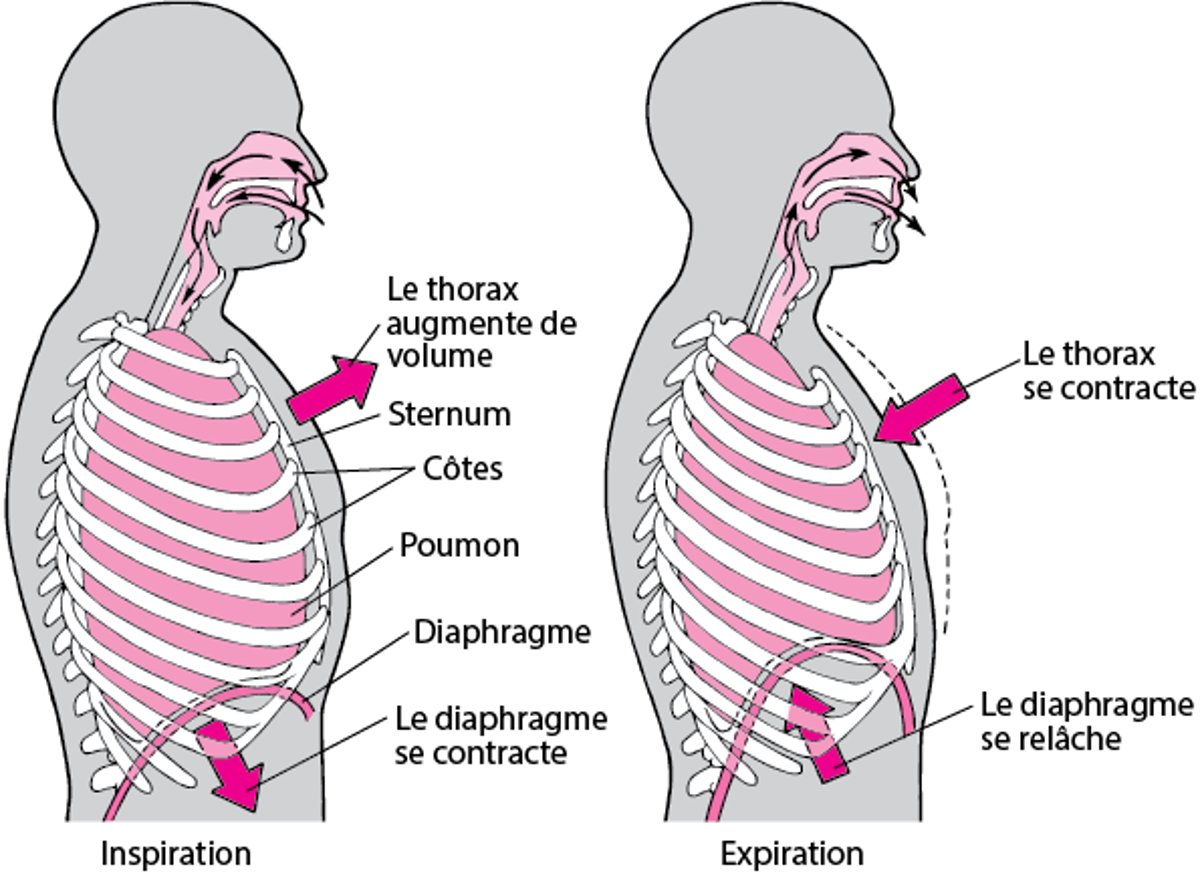 Rôle du diaphragme dans la respiration