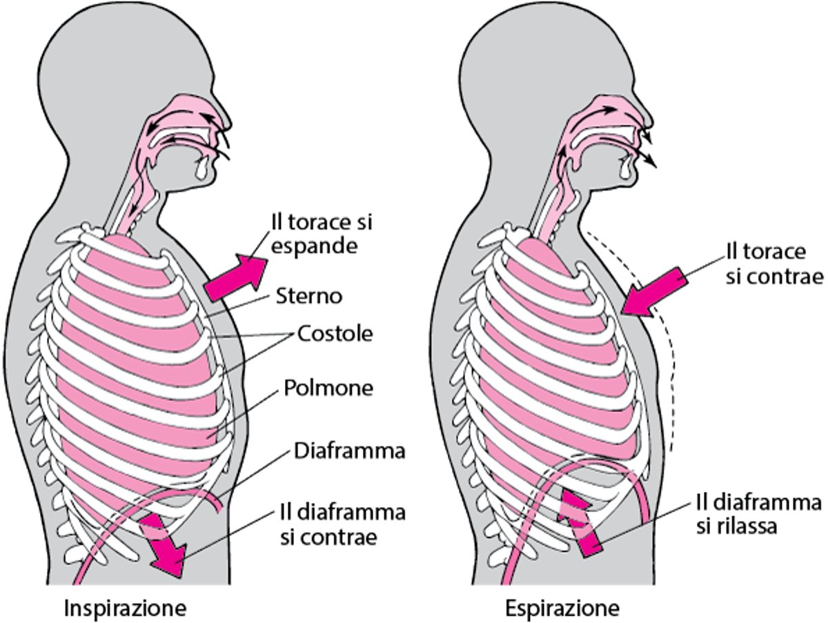 Ruolo del diaframma nella respirazione