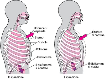 Ruolo del diaframma nella respirazione