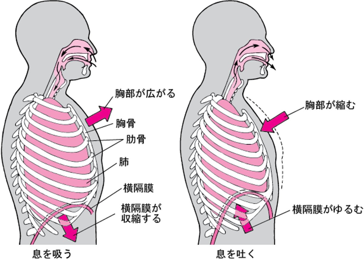 呼吸時こきゅうじの横隔膜おうかくまくの役割やくわり