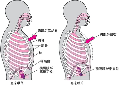 <ruby >呼吸時<rt >こきゅうじ</rt></ruby>の<ruby >横隔膜<rt >おうかくまく</rt></ruby>の<ruby >役割<rt >やくわり</rt></ruby>