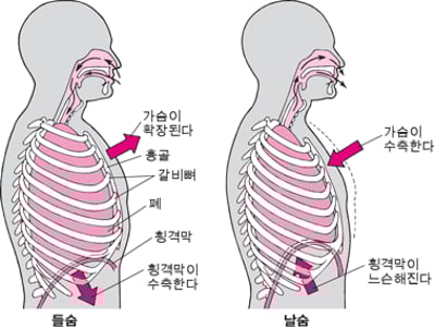 숨쉬기에서 횡격막의 역할