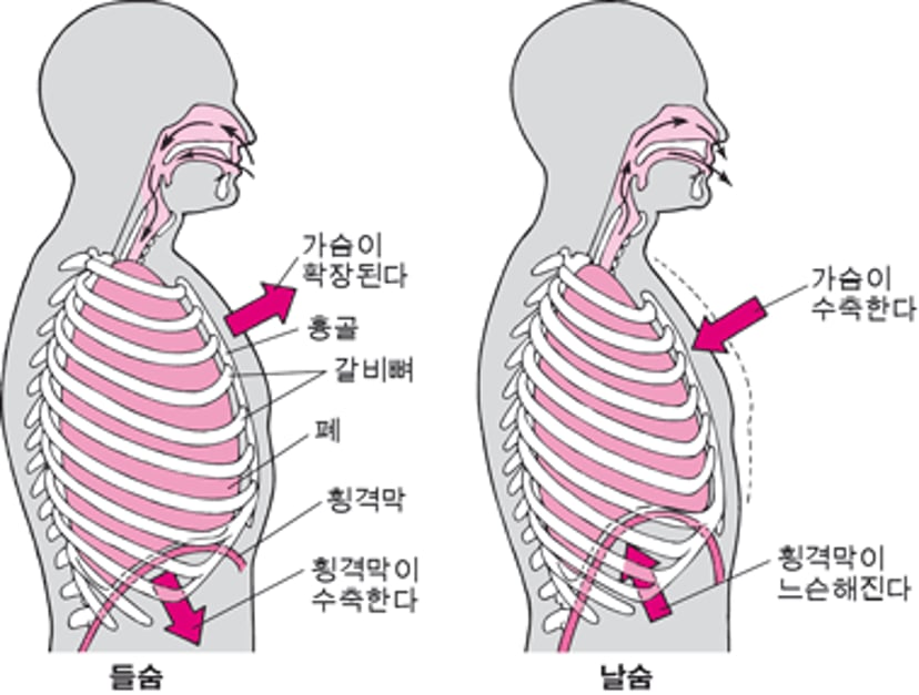 숨쉬기에서 횡격막의 역할