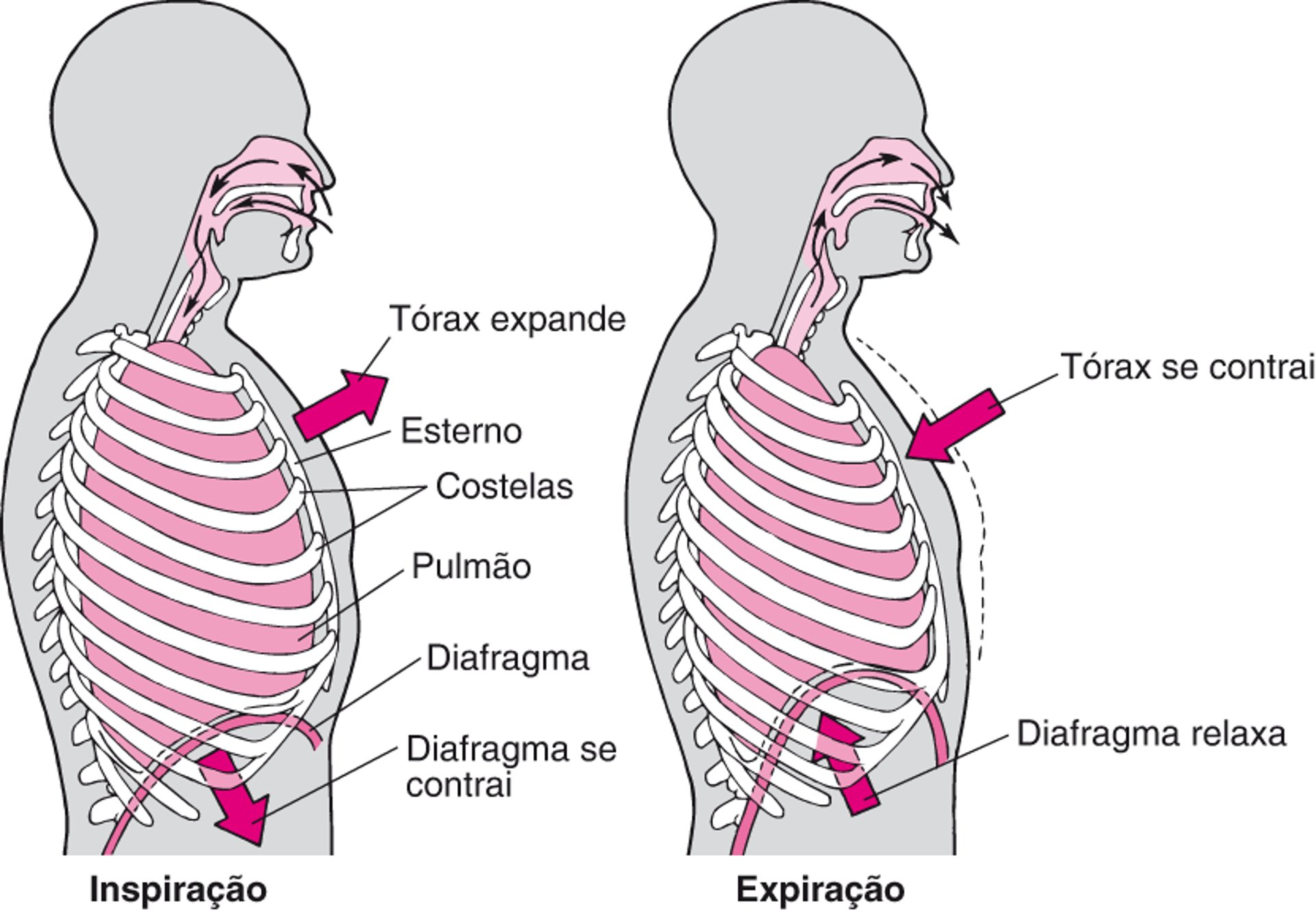 Função do diafragma na respiração