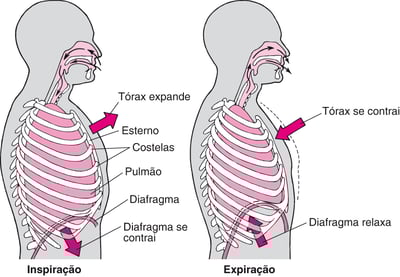 Função do diafragma na respiração