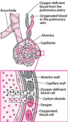 Gas Exchange Between Alveolar Spaces and Capillaries