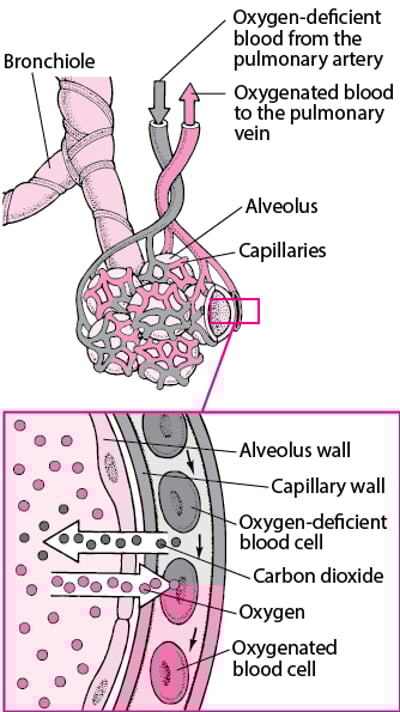 Gas Exchange Between Alveolar Spaces and Capillaries