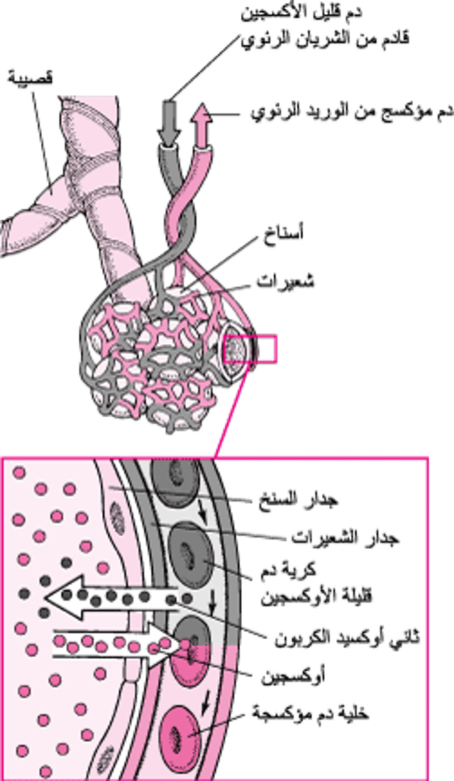 تبادُلُ الغاز بين الأحياز السنخيَّة والشُّعَيرات الدَّموية