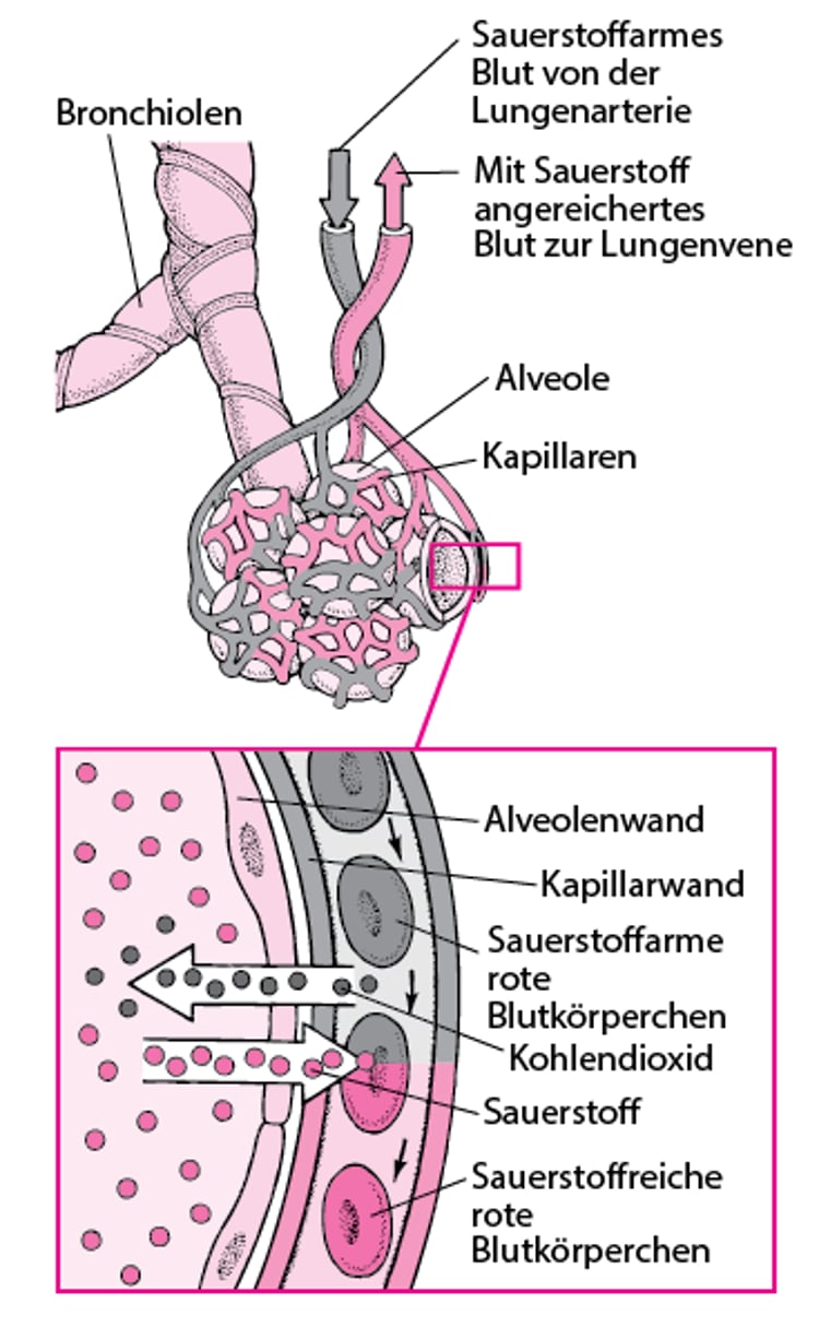Gasaustausch zwischen Alveolarräumen und Kapillaren