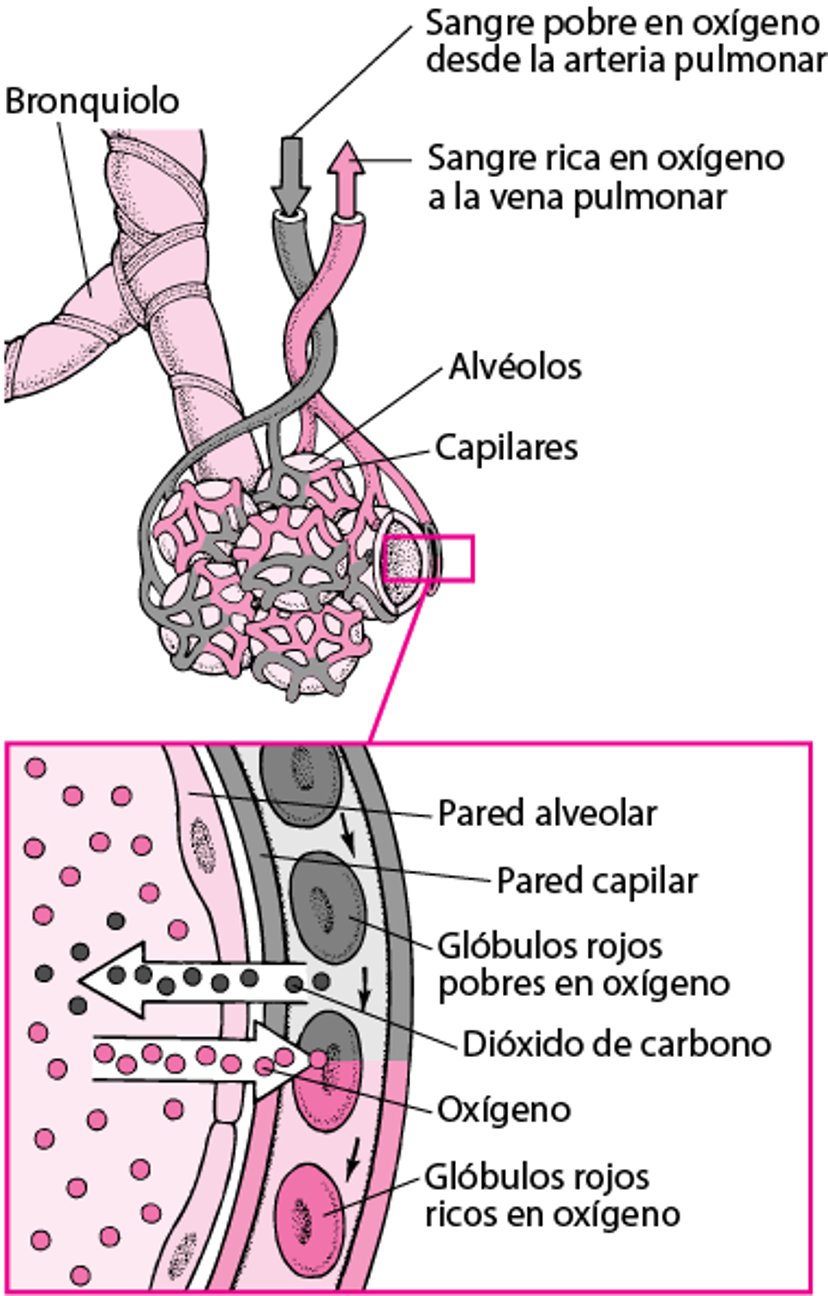 Intercambio de gases entre los espacios alveolares y los capilares