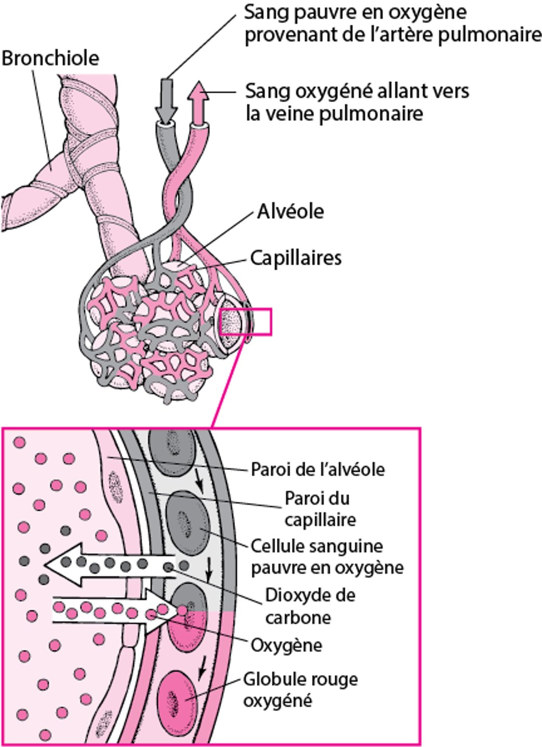 Échange gazeux entre les espaces alvéolaires et capillaires