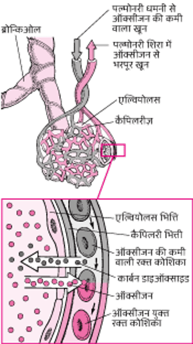 ऐल्वीअलर के स्थान और कैपिलरीज़ के बीच गैस का आदान-प्रदान
