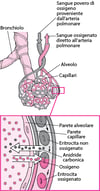 Scambi gassosi tra spazi alveolari e capillari
