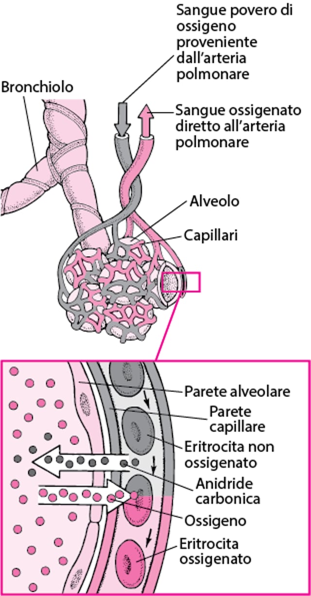 Scambi gassosi tra spazi alveolari e capillari