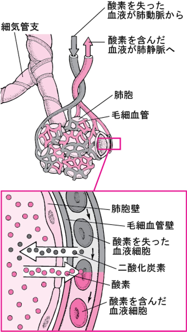 肺胞はいほう腔くうと毛細血管もうさいけっかんの間あいだでのガス交換こうかん