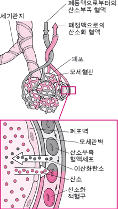 폐포 공간과 모세혈관 사이의 기 교환