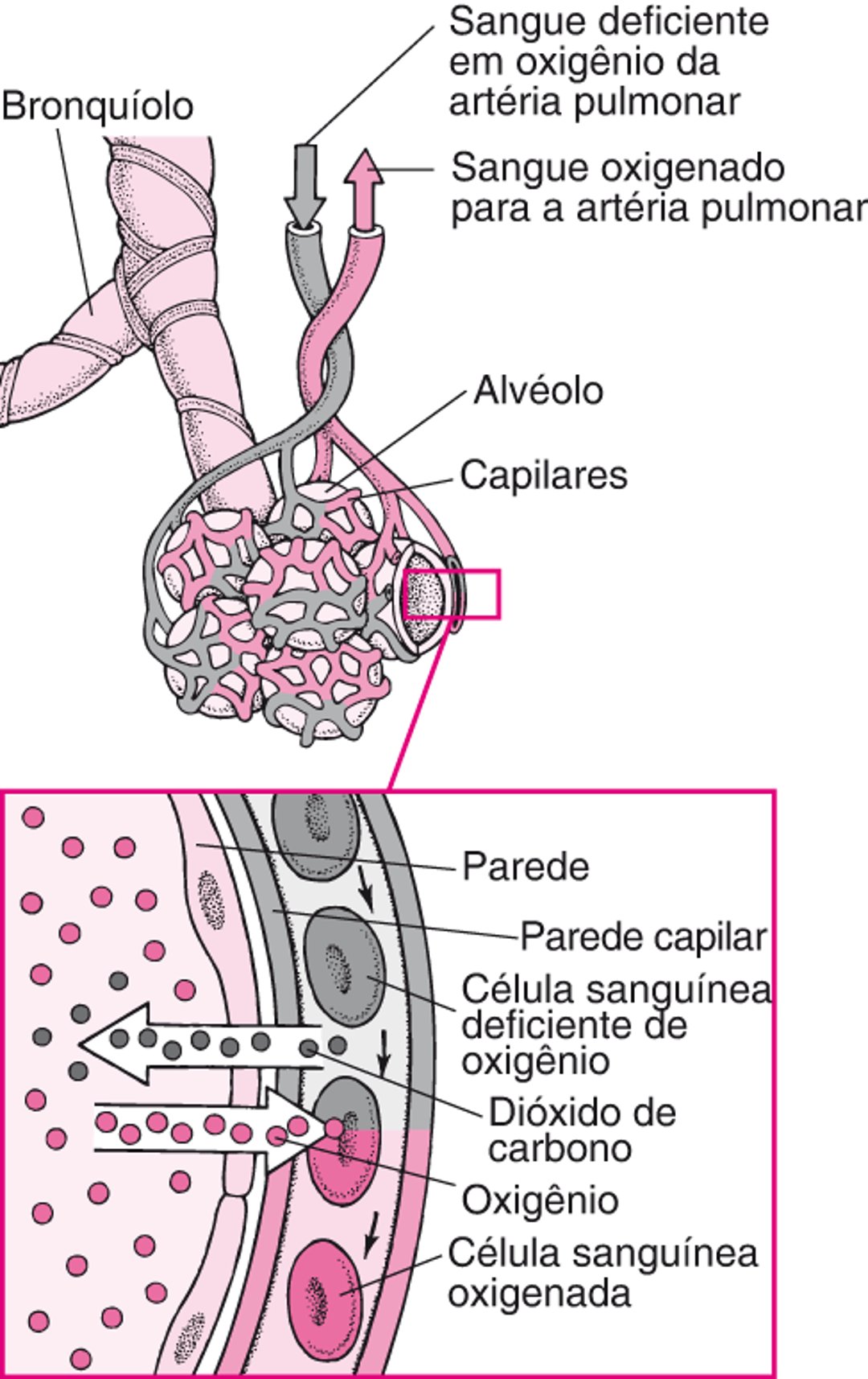 Troca gasosa entre os espaços alveolares e os vasos capilares