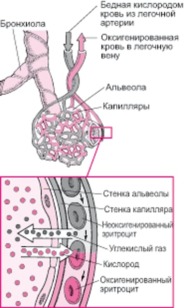Газообмен между альвеолярным пространством и капиллярами
