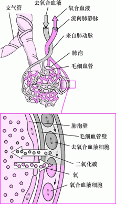 肺泡和毛细血管的气体交换