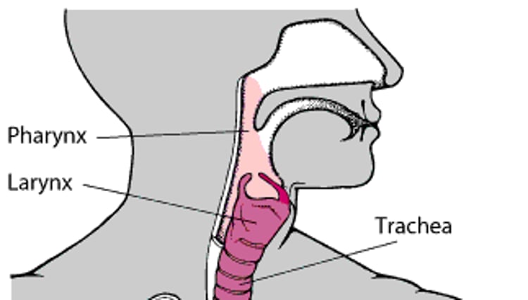 Locating the Larynx