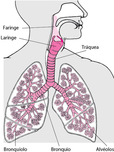 Ubicación de la laringe
