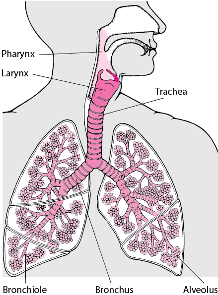 Image:Localisation du larynx-Manuels MSD pour le grand public