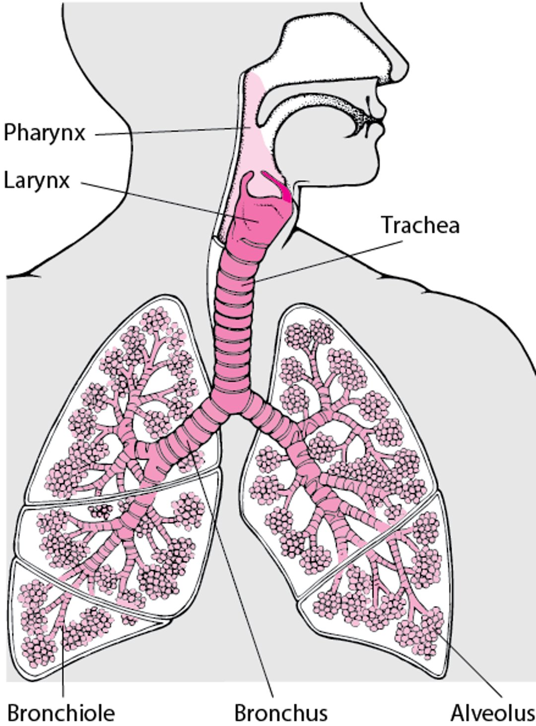 Localisation du larynx